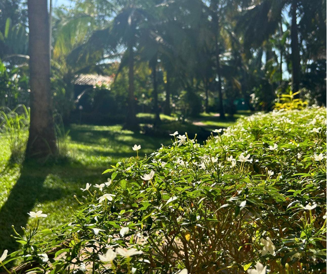 Jungle Hut-Annabelle'S Beach Apartments At Bernard Simao,Calangute,Goa كاندولِم المظهر الخارجي الصورة